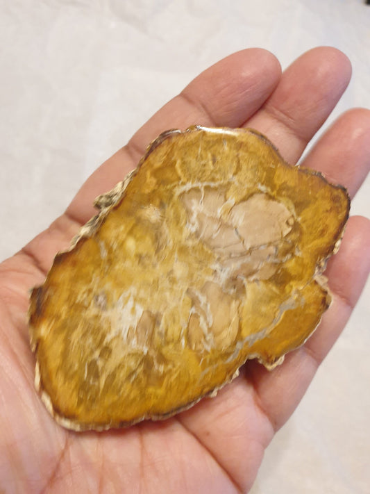 Petrified Wood Slice