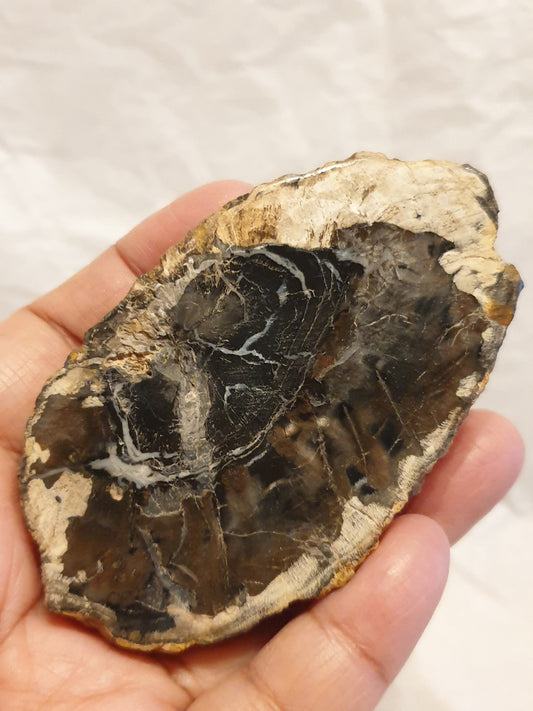 Petrified Wood Slice