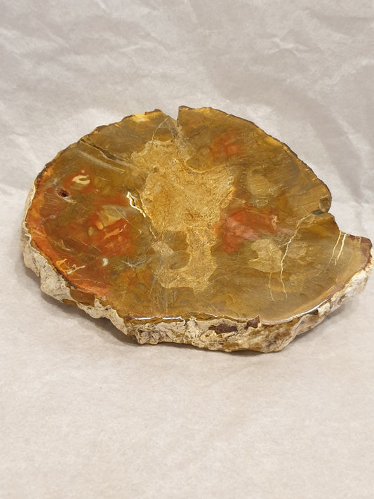 Petrified Wood Slice