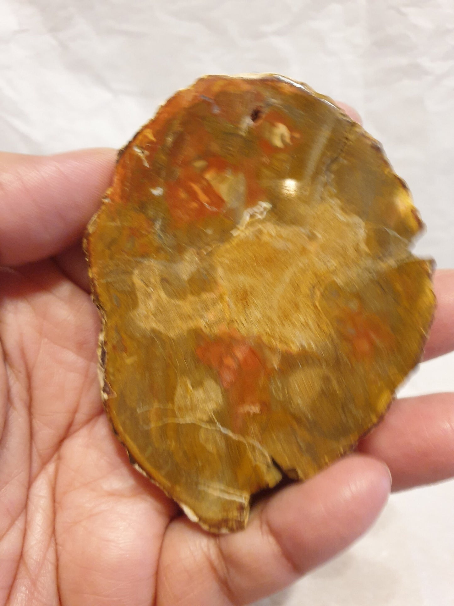 Petrified Wood Slice