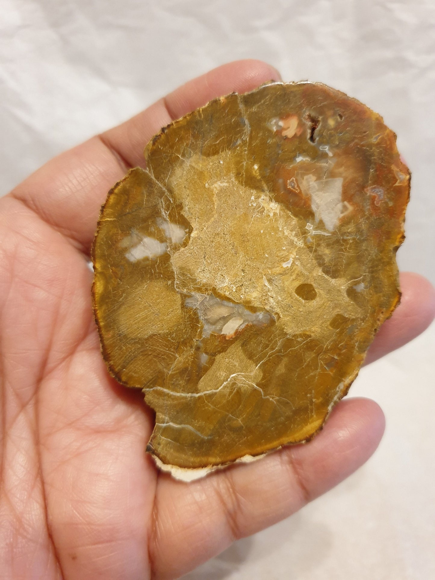 Petrified Wood Slice