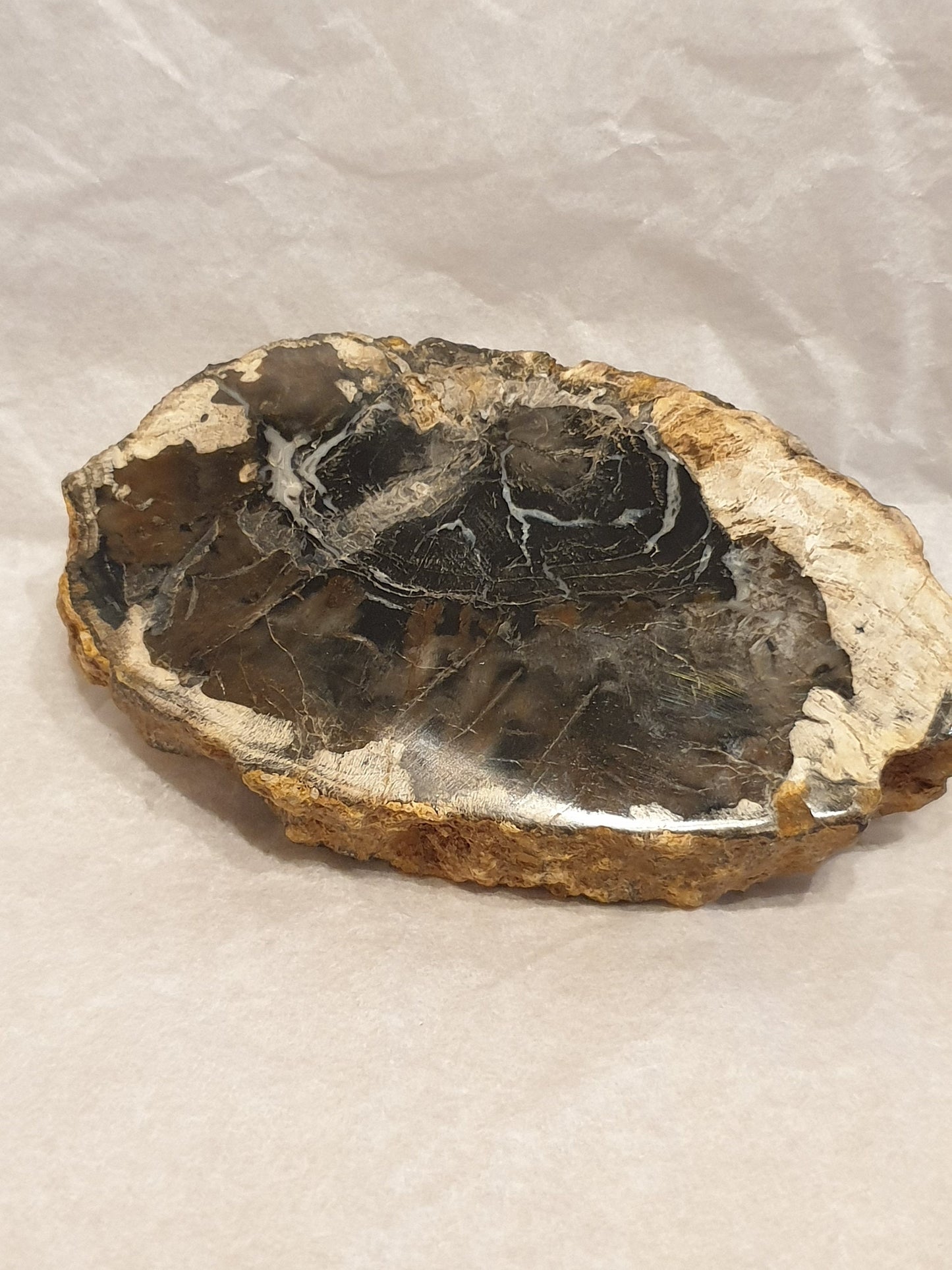 Petrified Wood Slice