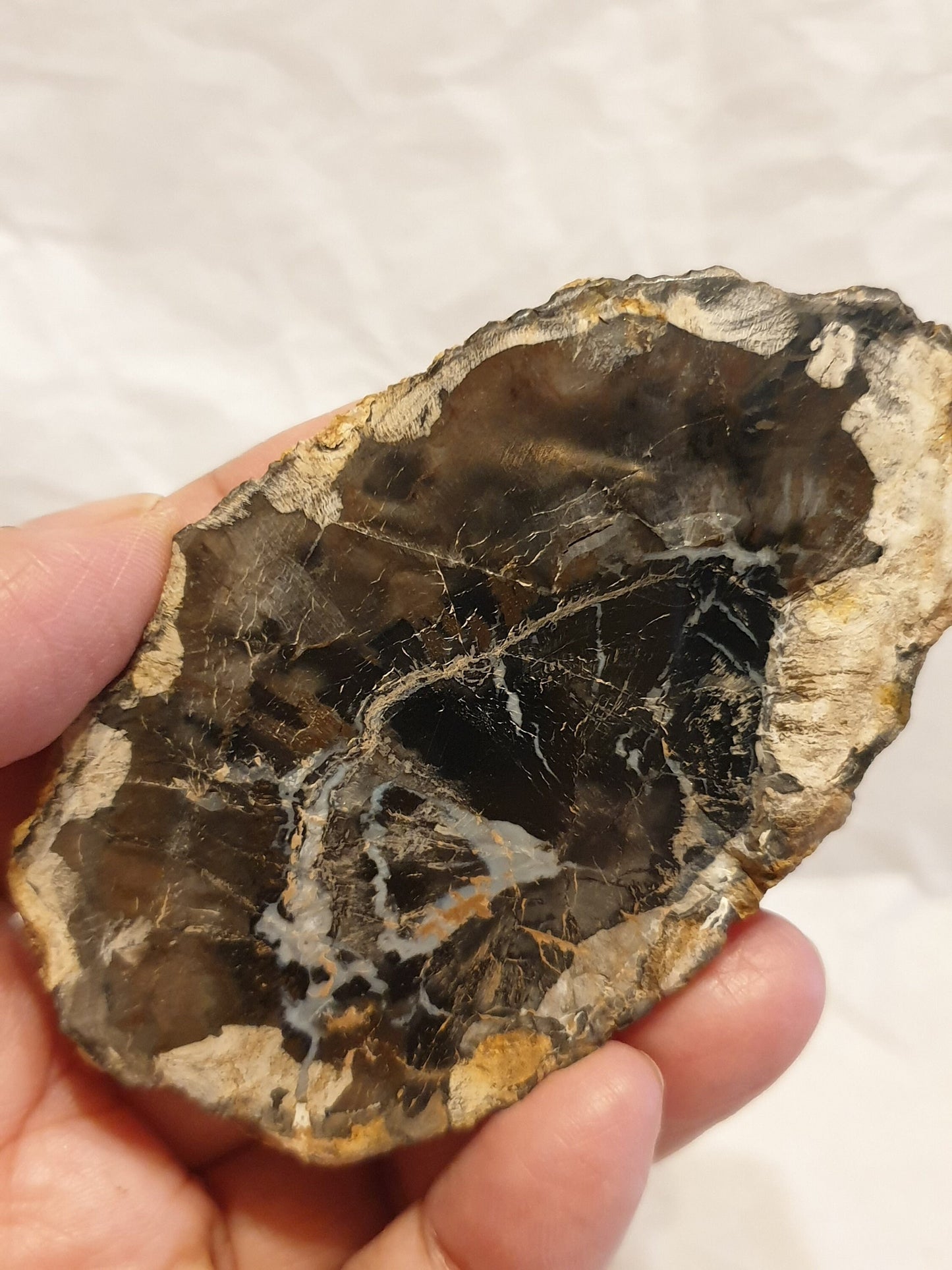 Petrified Wood Slice