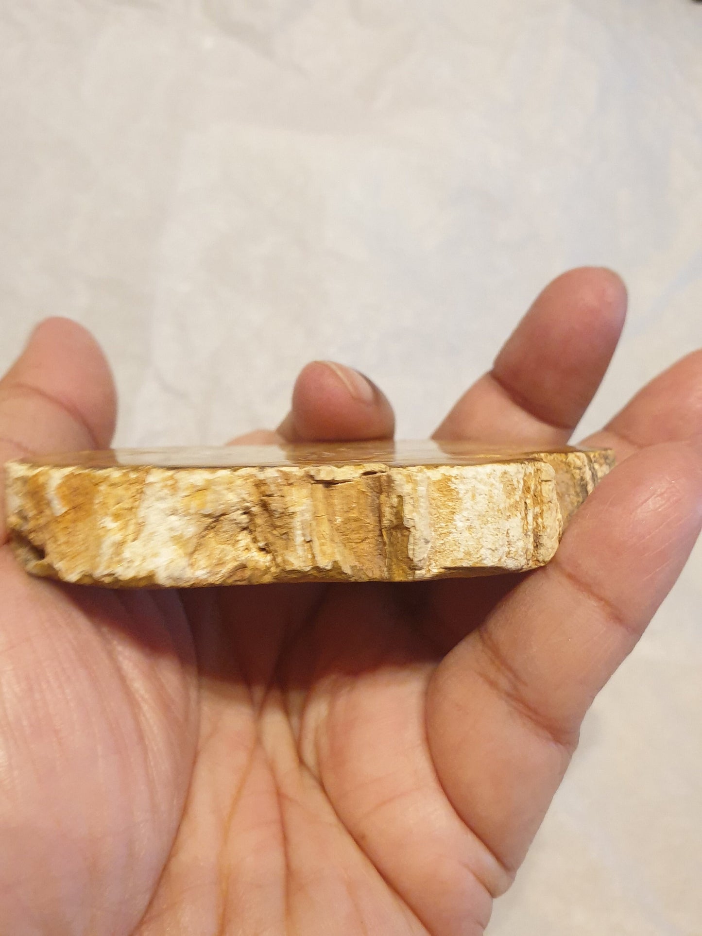 Petrified Wood Slice