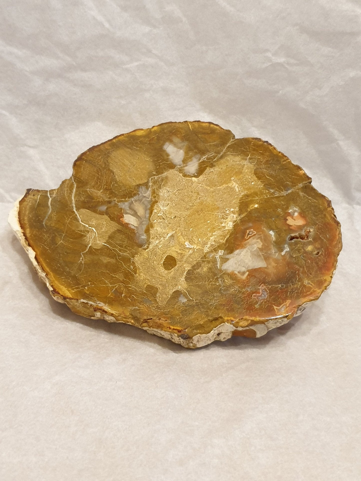 Petrified Wood Slice