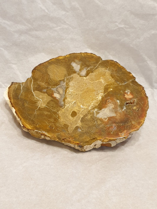 Petrified Wood Slice
