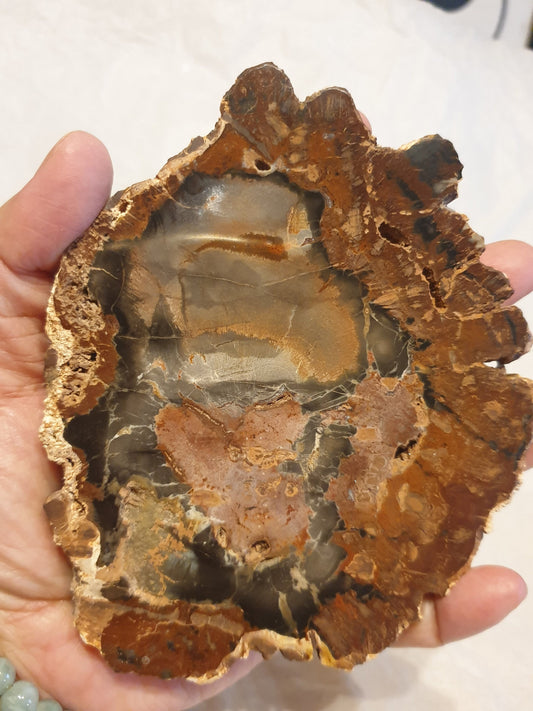 Petrified Wood Slice