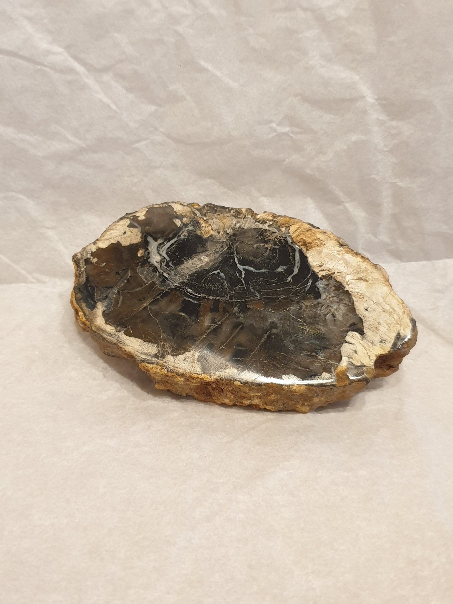 Petrified Wood Slice