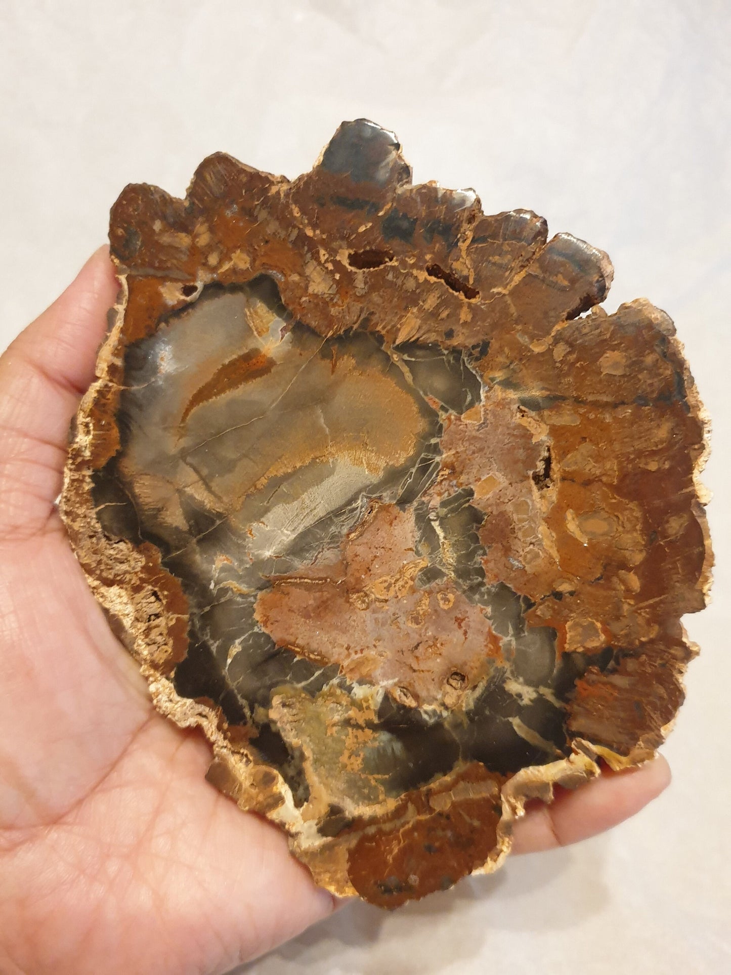Petrified Wood Slice