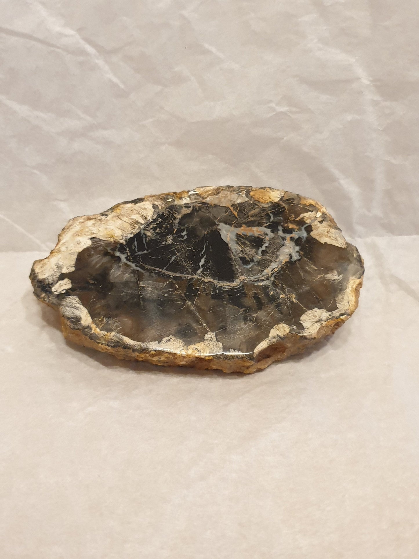 Petrified Wood Slice