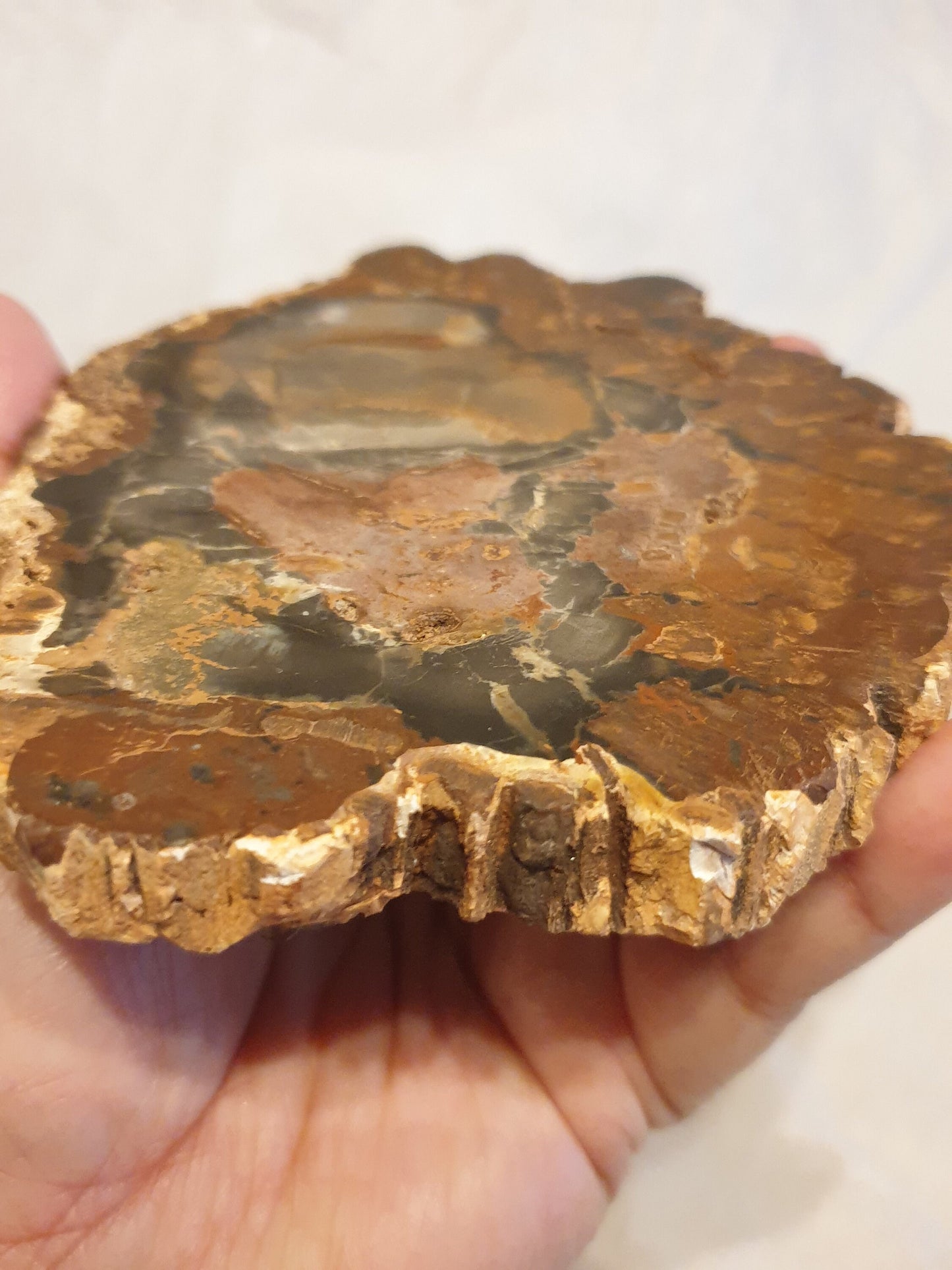 Petrified Wood Slice