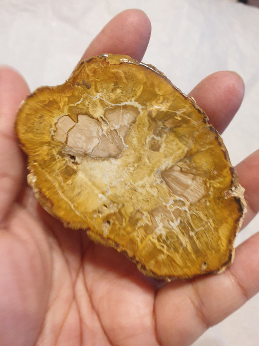 Petrified Wood Slice
