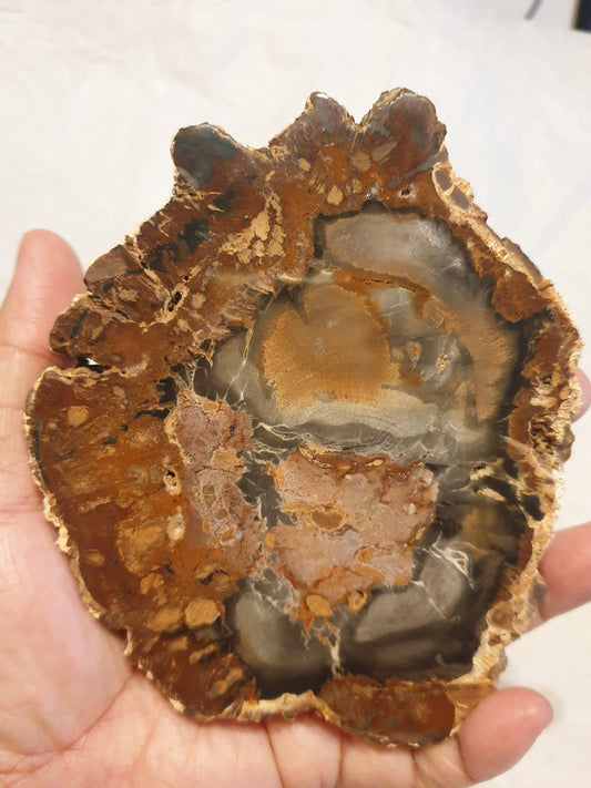 Petrified Wood Slice